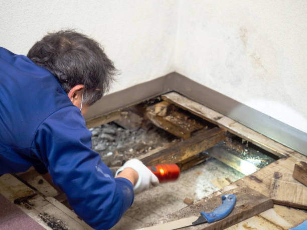 Best DIY Mold Remediation Support Services in Hayti, MO