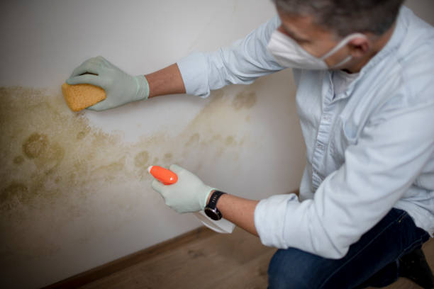 Best Industrial Mold Remediation in Hayti, MO