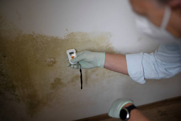 Best Mold Remediation for Schools in Hayti, MO