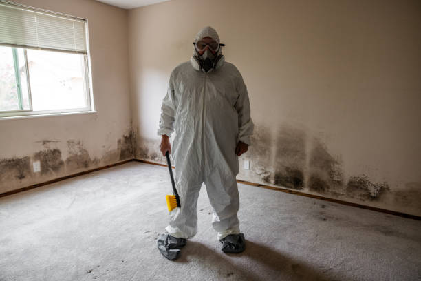 Best Attic Mold Remediation in Hayti, MO